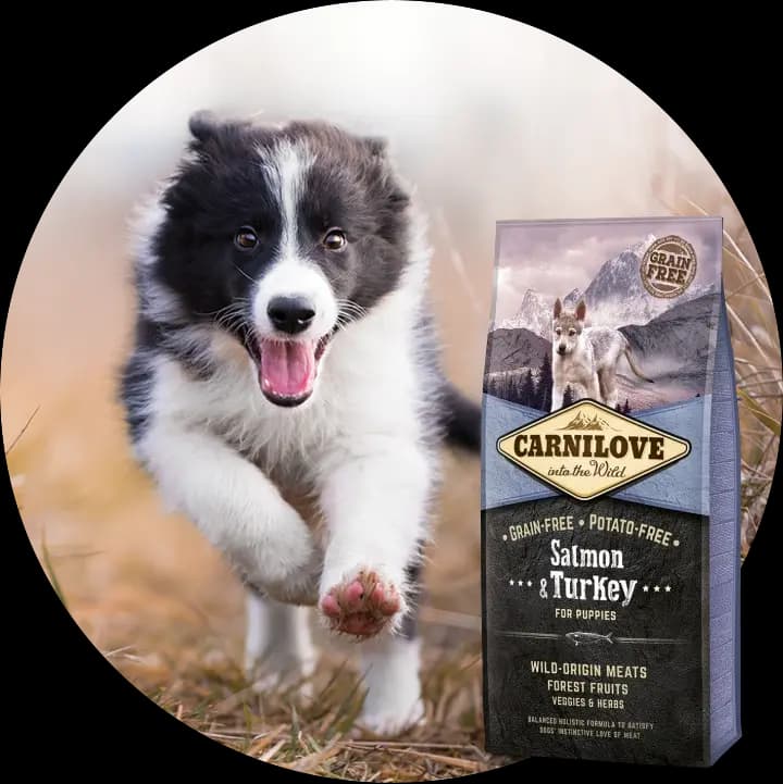 Carnilove - case study